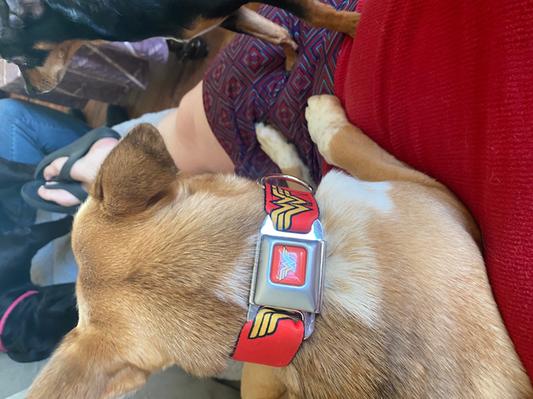 Khaleesi wearing her new collar.