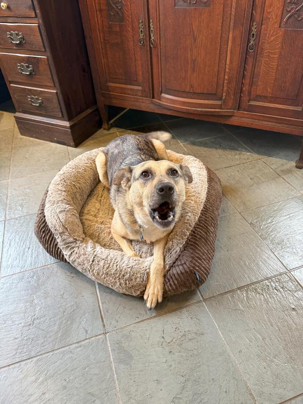 Excited for this bed