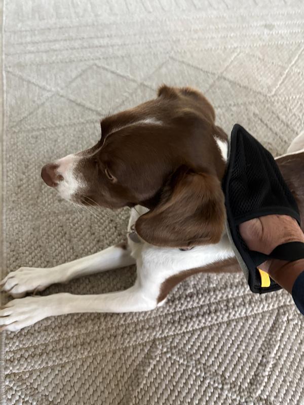 It also works directly on fur. Bodie enjoyed his rub down.