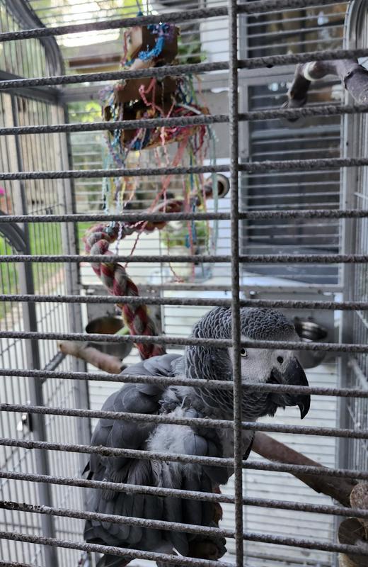 Toy after 2 weeks of regular use