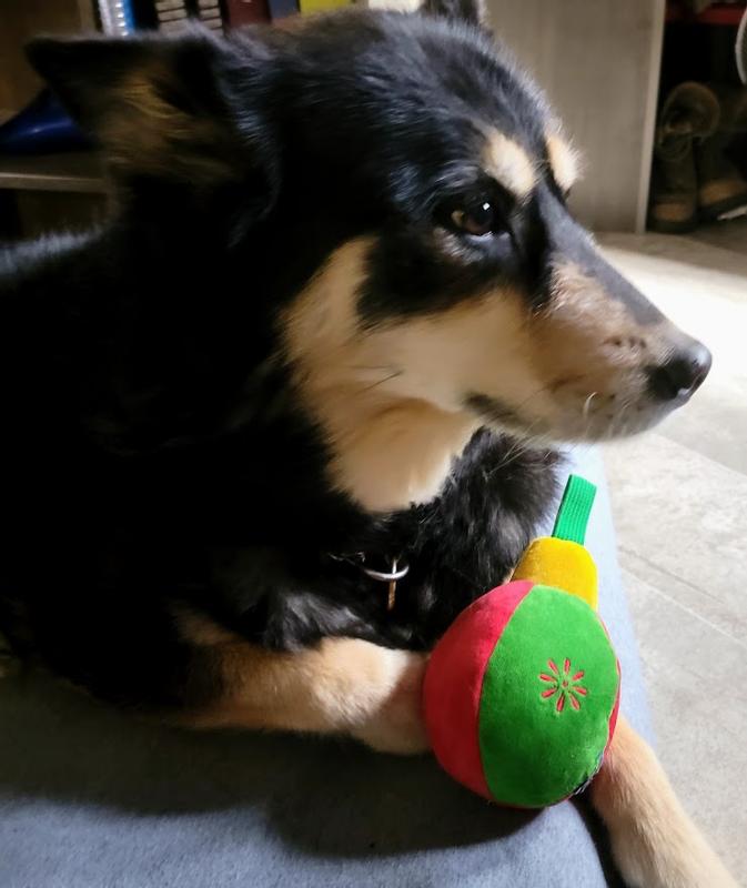 Mika loves her new toy!