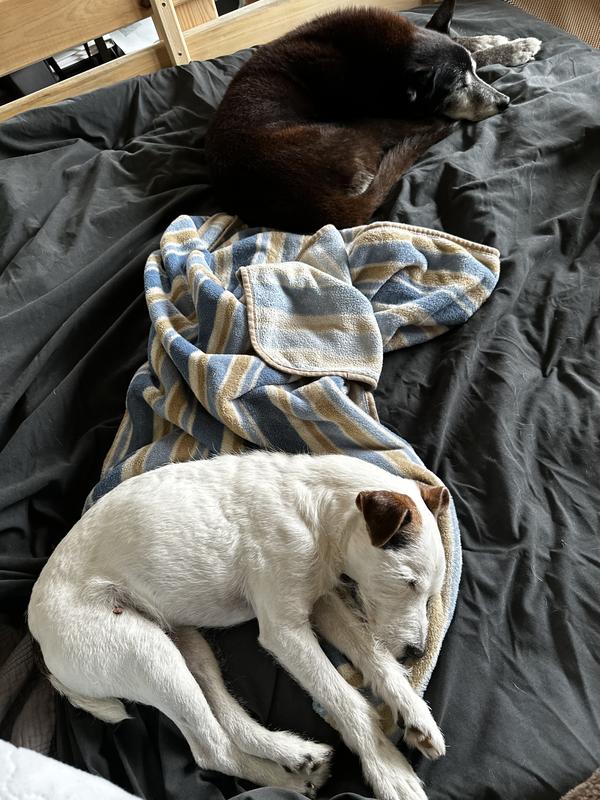 Couldn’t photograph them being washed but here’s some clean sleepy dogs