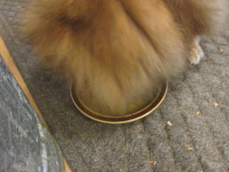 The 5 year old cleaning her plate.