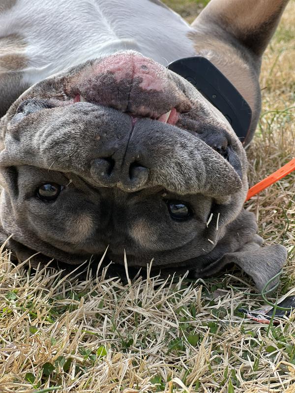 After a bath, by dog rules, it is necessary to roll in the grass