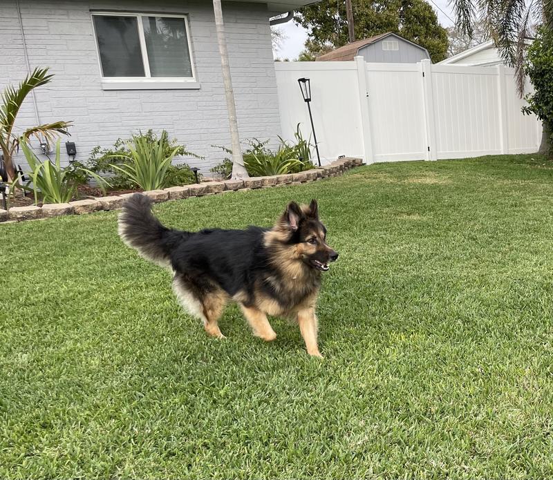 Healthy and happy Zeke