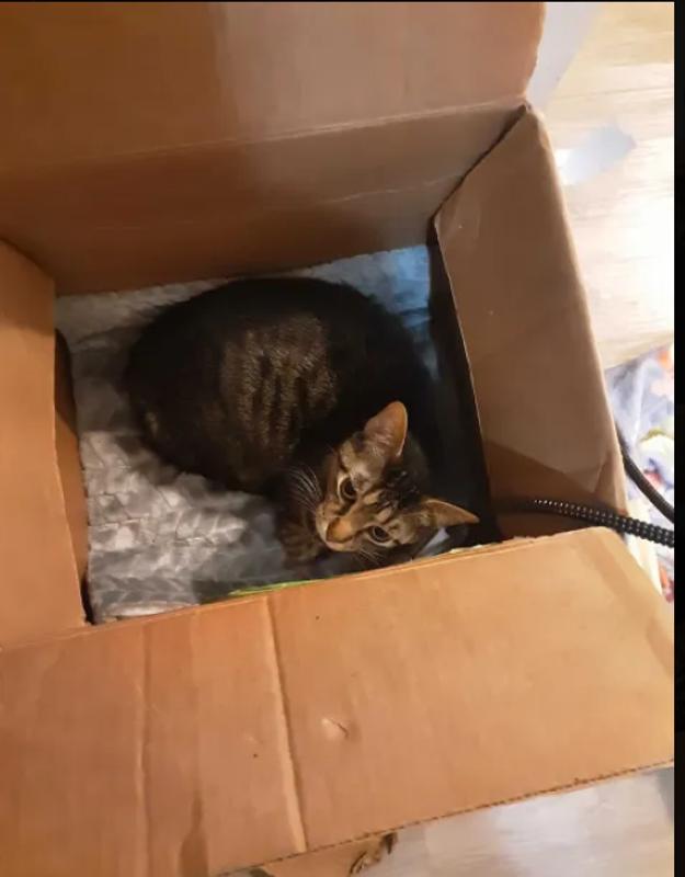 my kitty looking cramped lol