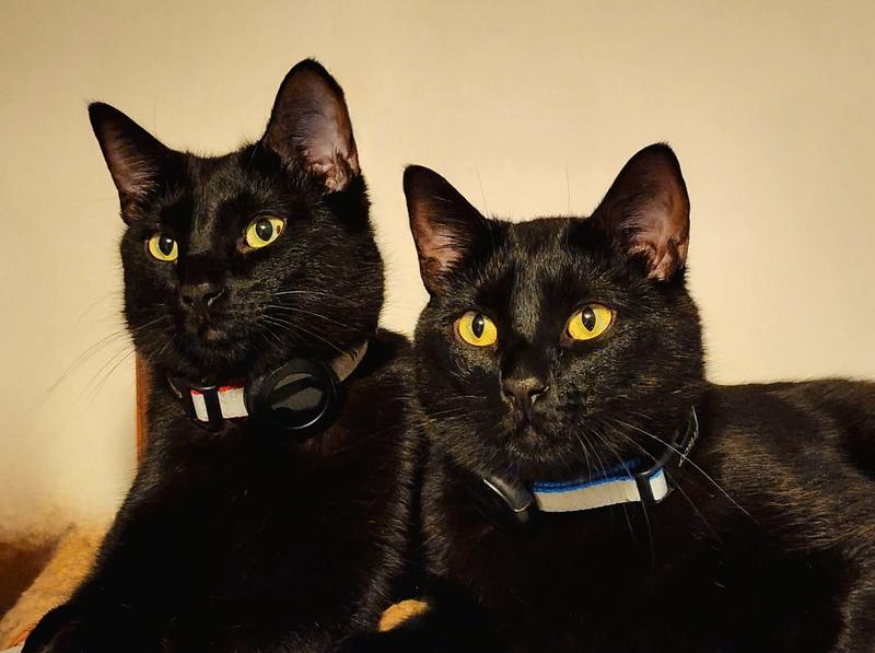 ozzie and winston looking sleek!