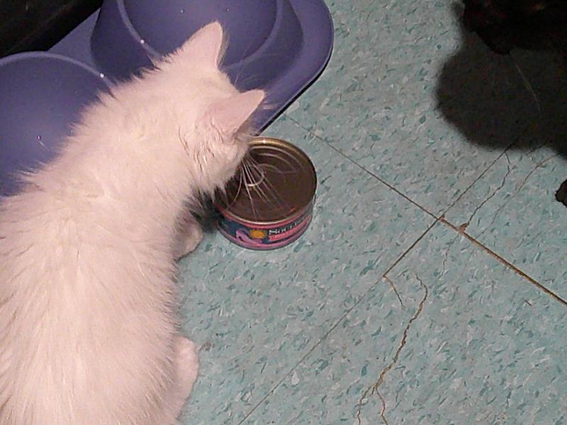 Miss Kitty didn't think I was going to open the can.