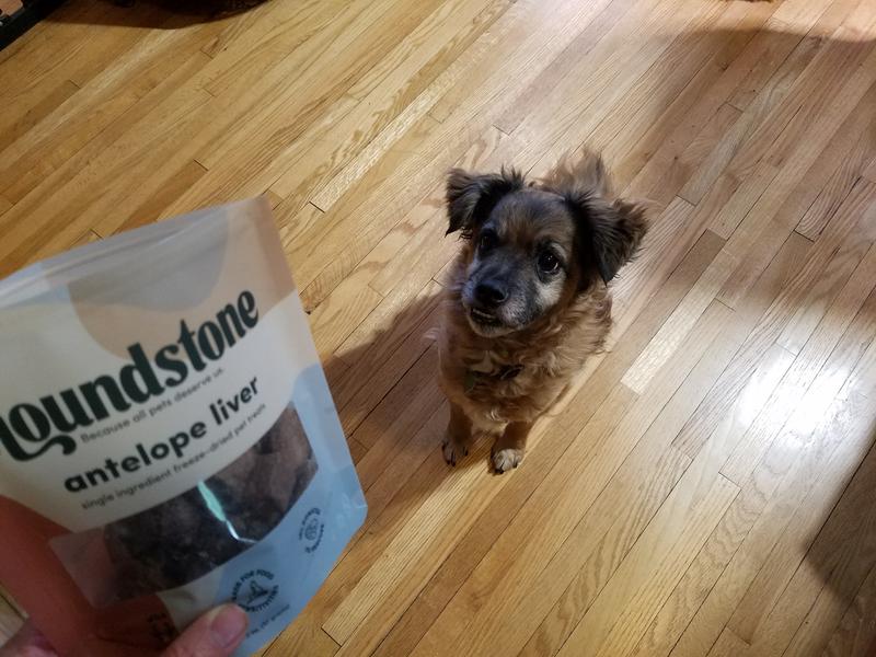 The smell of the open treat bag has enticed Gustav to come see if there is something good for him to eat.