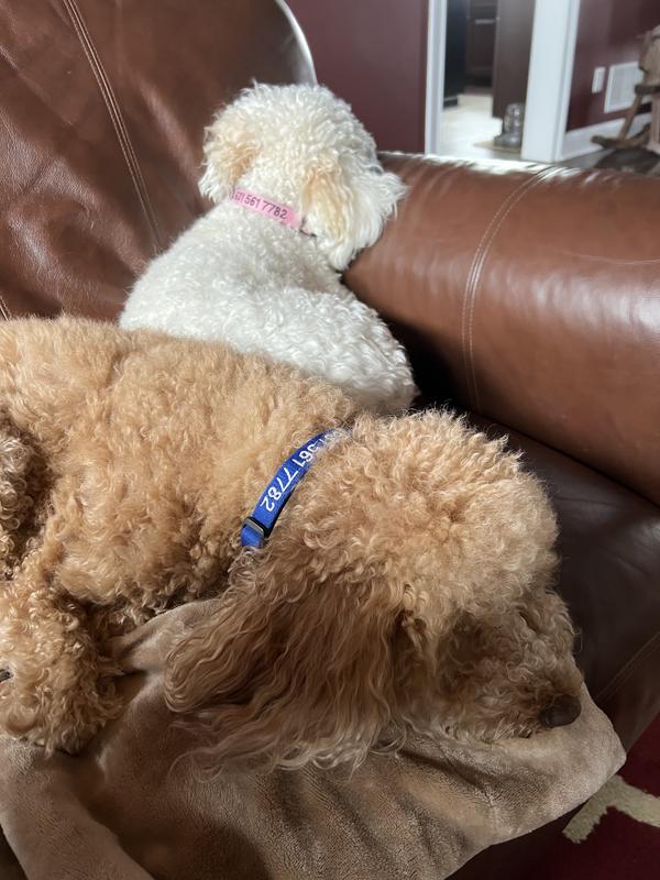 Nap after dinner time