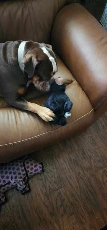 Enjoying her bear and couch time