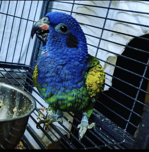 Ziggy loves his cage liners