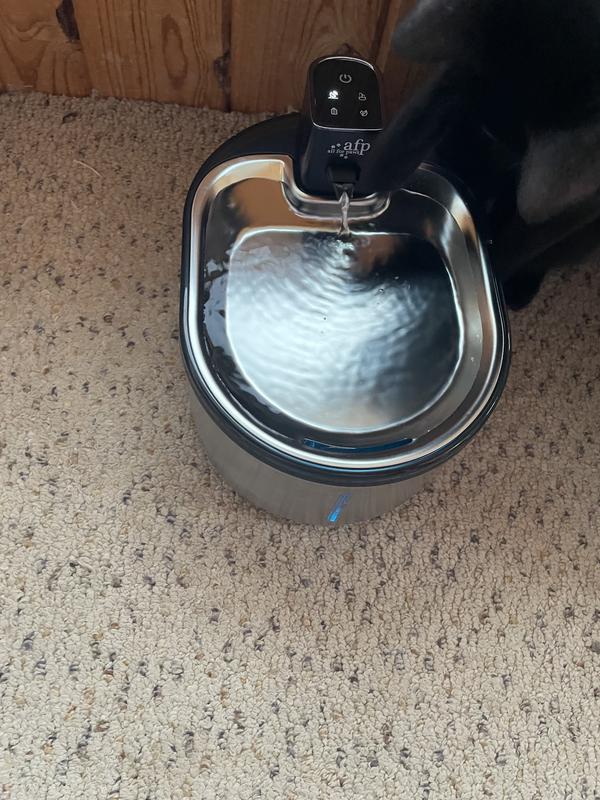 Kitty batting at the water