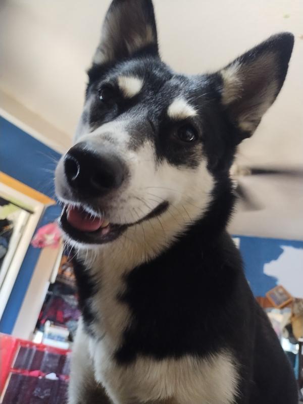 Happy pup.