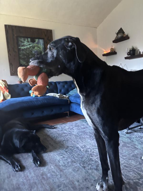 Godog = good quality