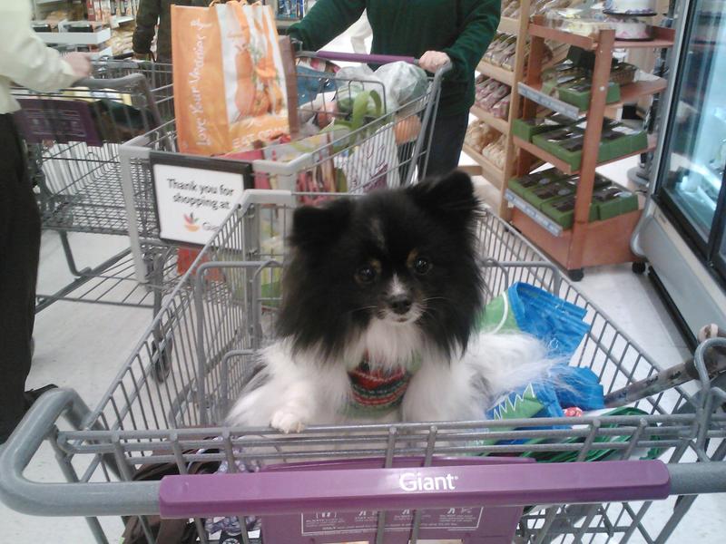 In the grocery store - she's a service dog so she's allowed. Drooling over the cookie display.