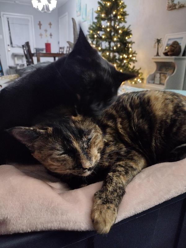 getting groomed by big sister