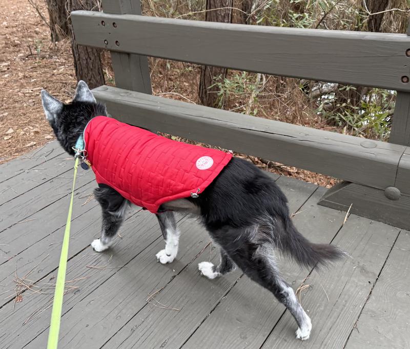 Black and white dog rocking a red winter jacket