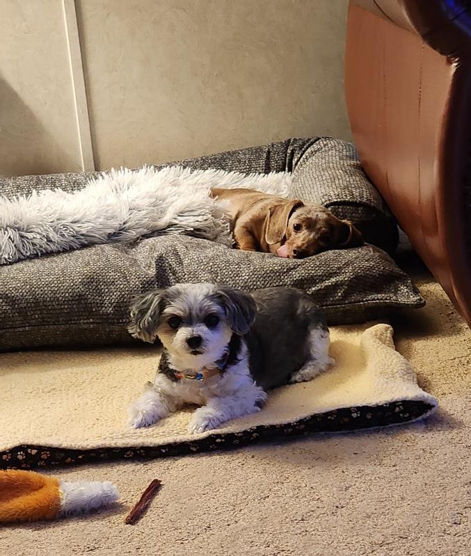 Guarding their snoozer