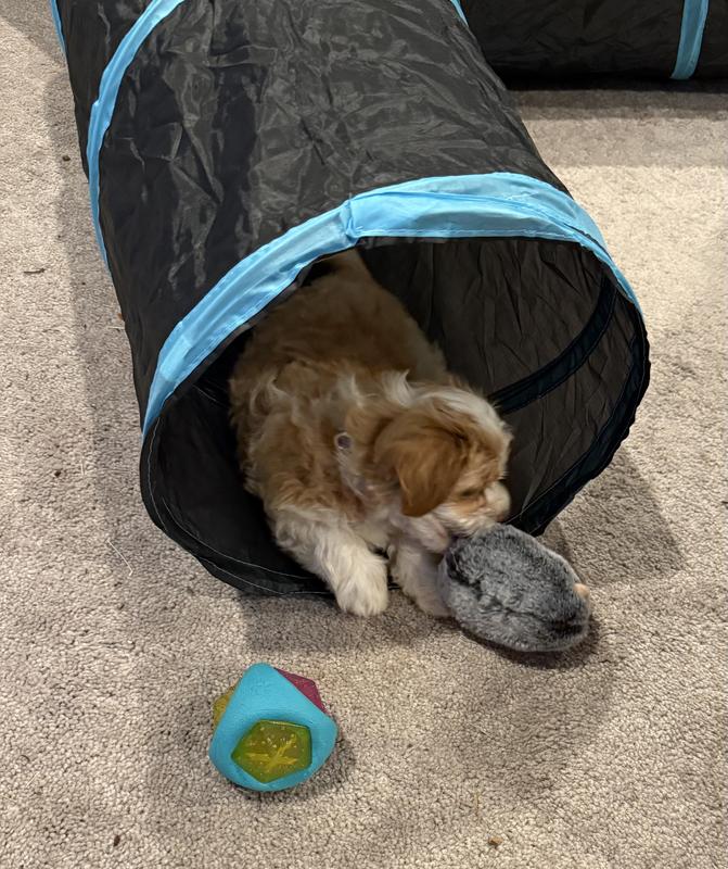 Hiding out and gnawing on her hedgehog (why doesn’t the hedge share?)