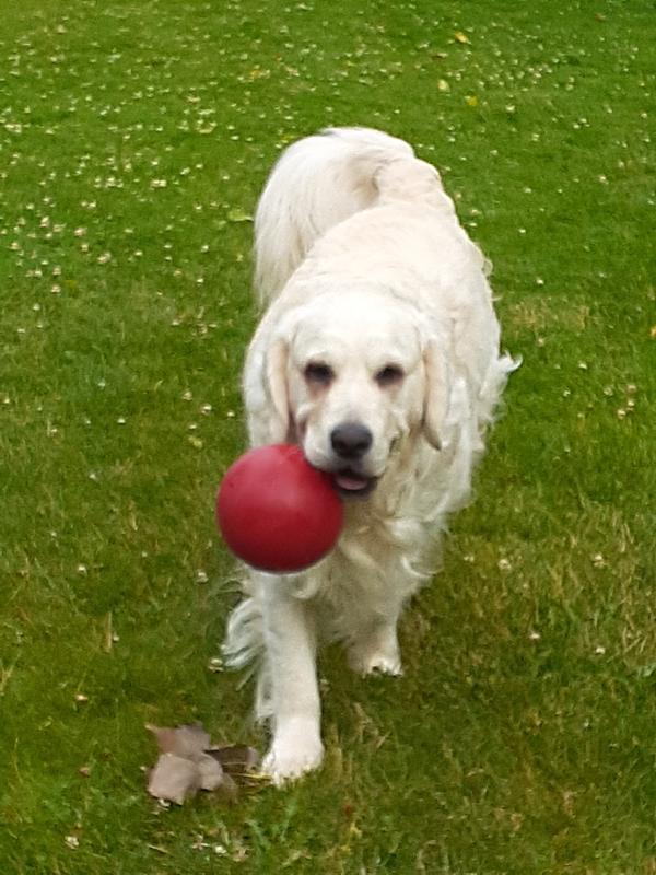 JOLLY PETS TugnToss Dog Toy, Red, 10in