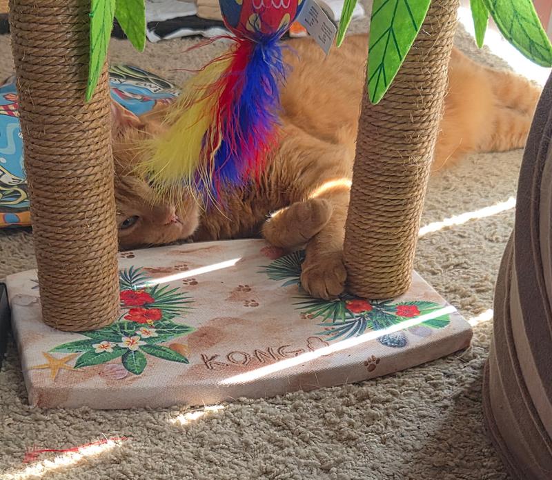 Moxley's tropical vacation