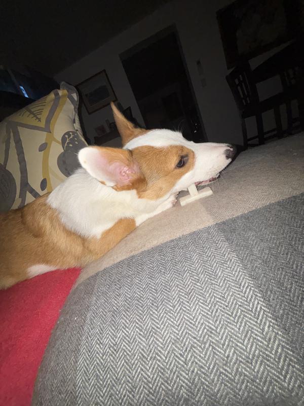 Chewing down his favorite toy!