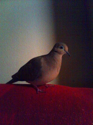 Twitch - Rescued Mourning Dove