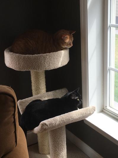 Molly and clearance me cat tree