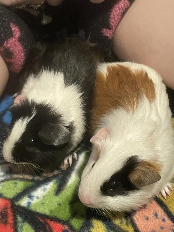 My new babies!