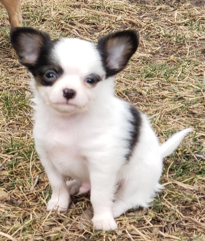 One of our adorable Chihuahua Babies that loves Pro Plan Toy Breed