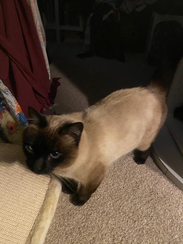 Bougie, our Diva