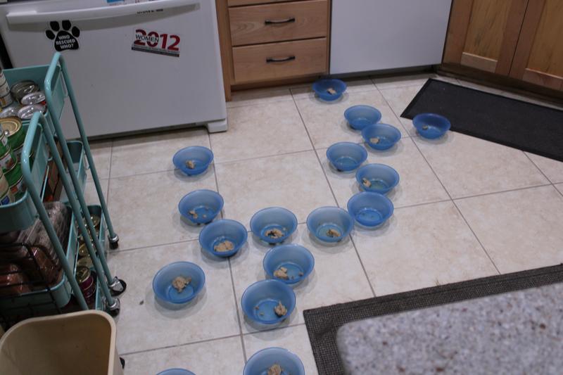 The food dishes the morning after shows not a lot of food eaten