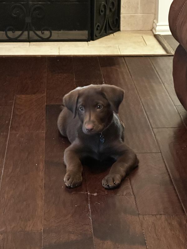 No photos in action since all my hands were busy with nail clippers and a wiggly pup