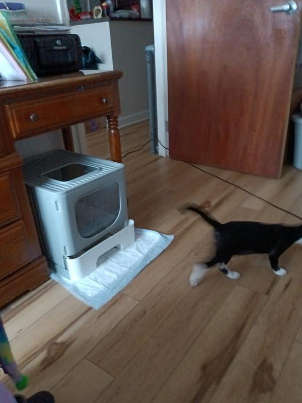 Noah's Litter Box.