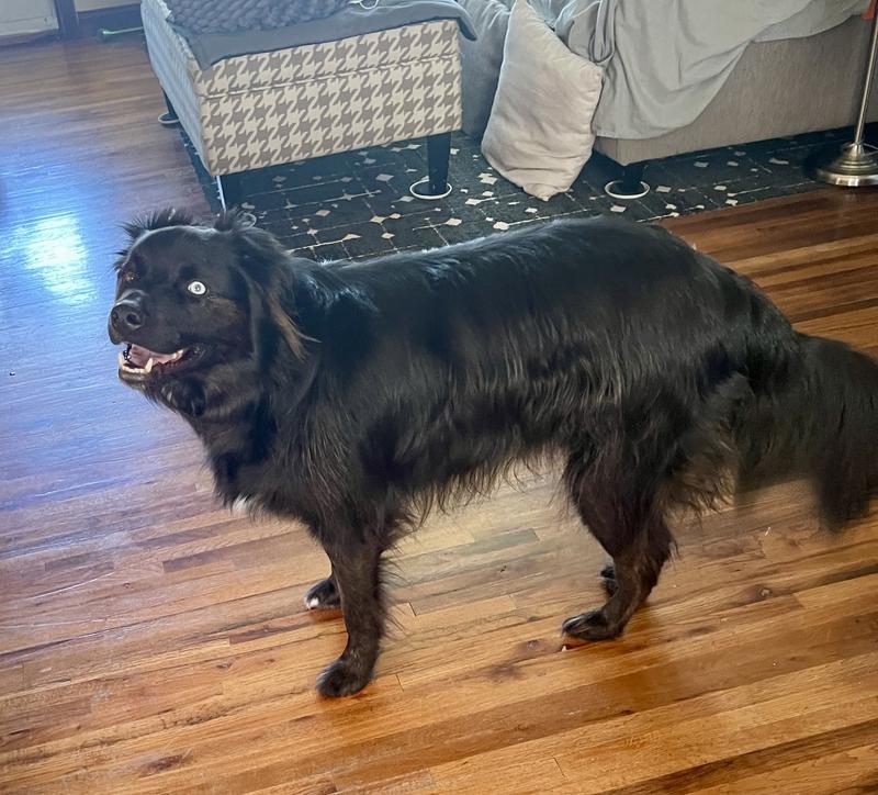 Bowie loves his treats