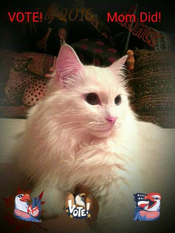 SCOOP AWAY Unscented Clumping Clay Cat Litter, 25lb box