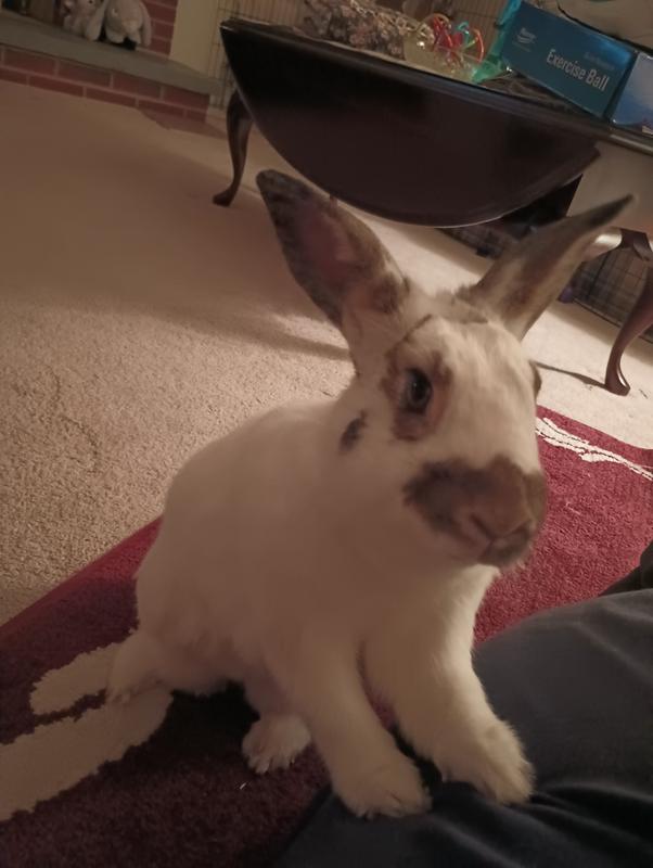 Oxbow papaya tablets shops for rabbits