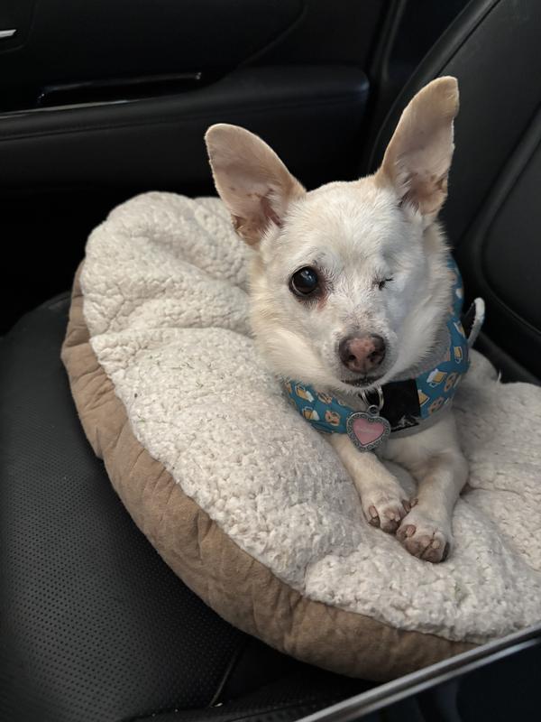 Sitting comfy with a full belly