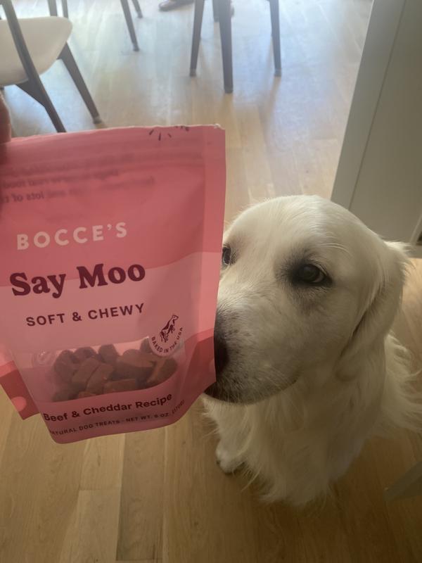 My dog is always ready for a treat when it’s time.