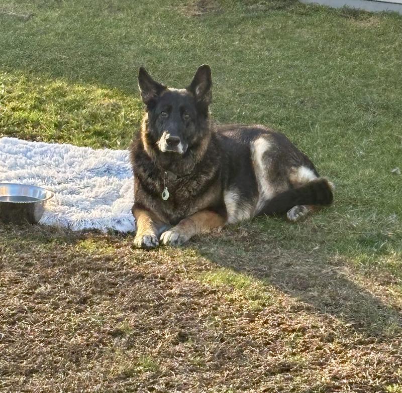 He almost made it to 9 years. Thank you to chewy for keeping prices low.