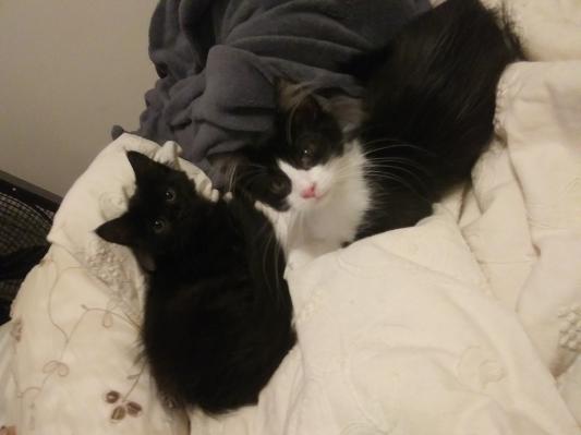 They are so happy now and so tiny compared to this photo lol