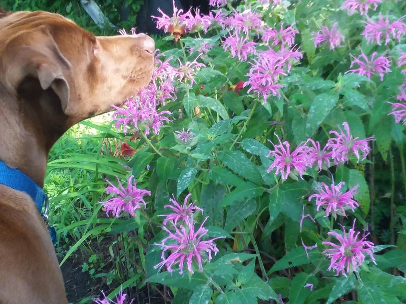 Maverick loves to smell the flowers...but sometimes that nose leads him astray!