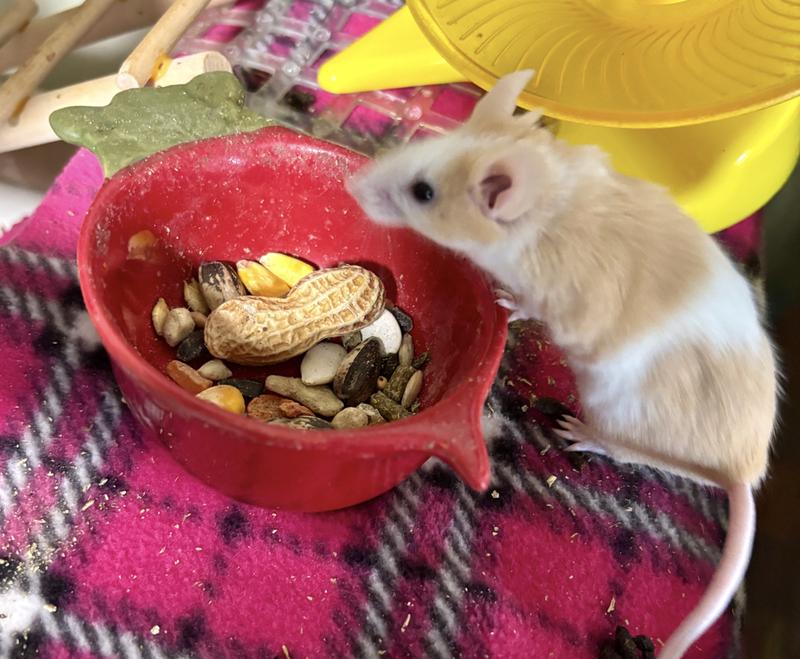 mice only get it as a rare treat