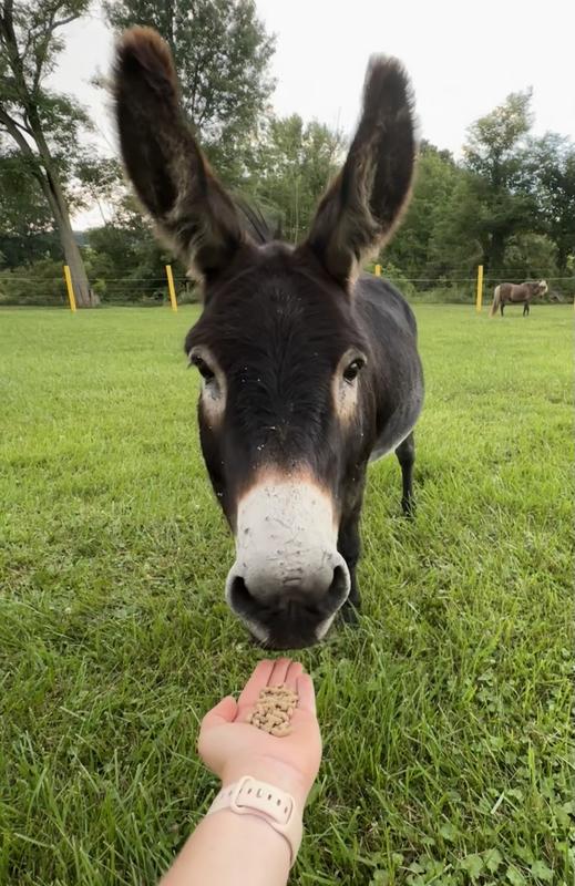 Donkey says I will give this a try!