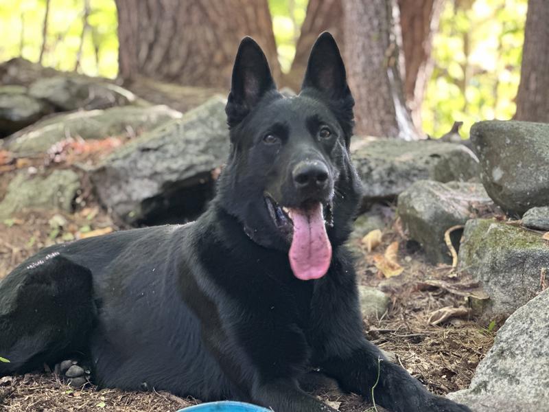 Jonah is a happy and healthy, free range, well socialized DDR German Shepherd