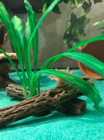 15cm Cholla Wood - Natural Aquarium Decoration, Shrimp Cave & Terrarium Wood