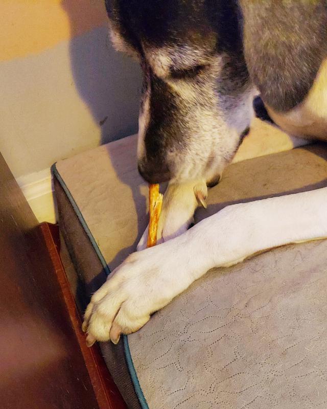 Beetle investigating his new treat