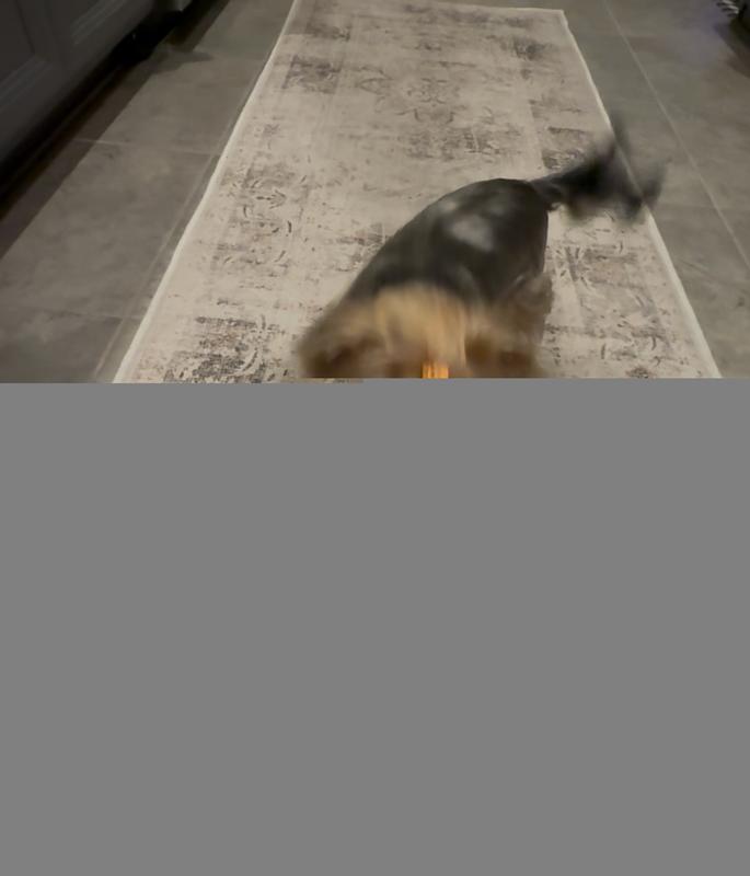 She is wagging like crazy!