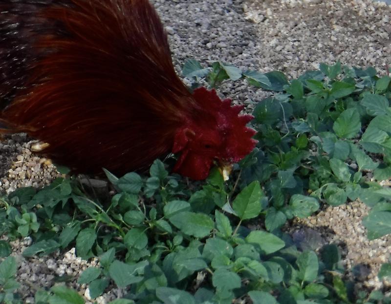 Kevin, our free-roaming mascot, picking out one of the Home Fresh pellets from the weeds.